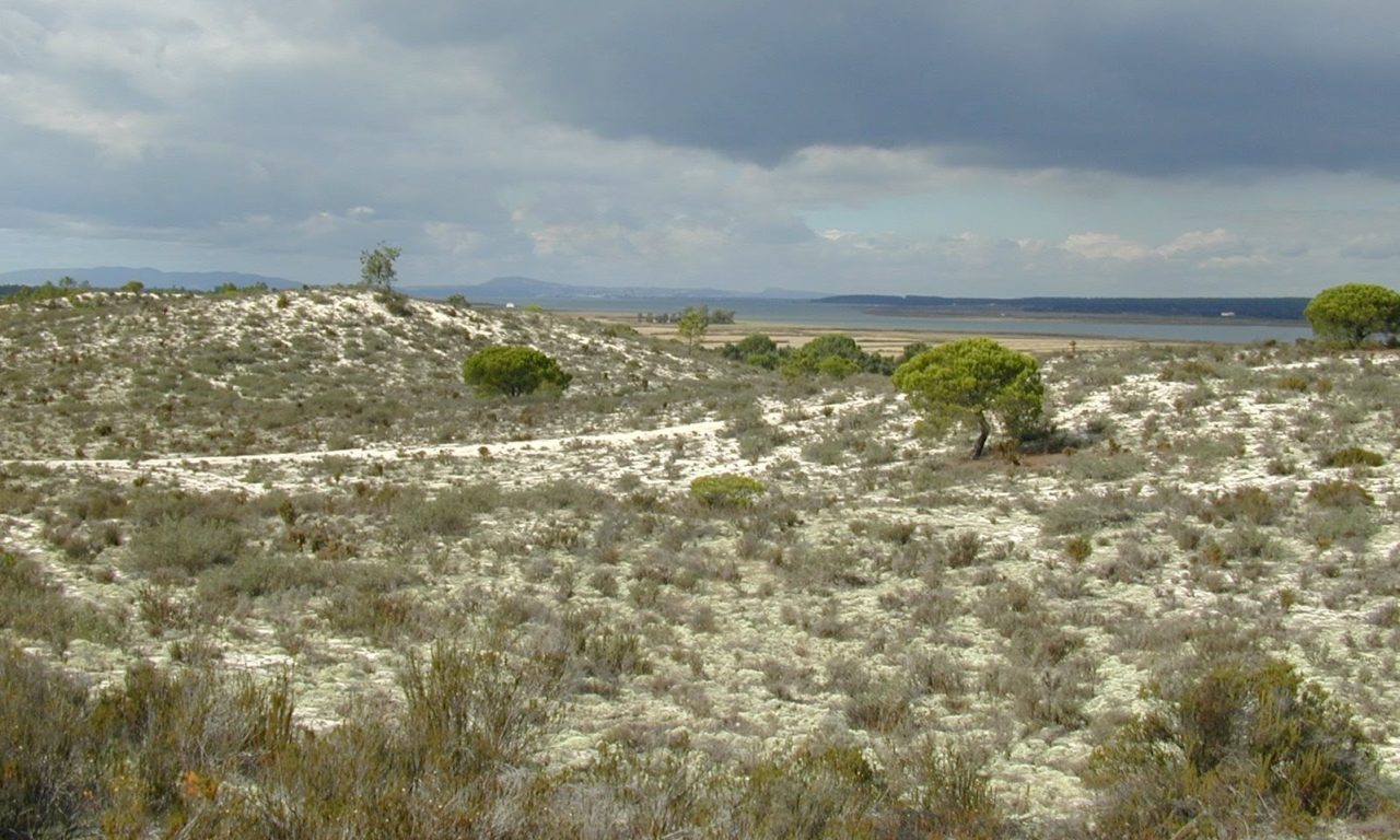 COMDUNES – Do inland sand dune communities follow strict ecological sucession? (2014-2015)