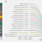 Models of global diversity trends should incorporate taxonomic uncertainty