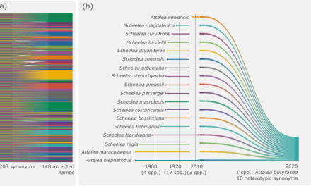 Models of global diversity trends should incorporate taxonomic uncertainty
